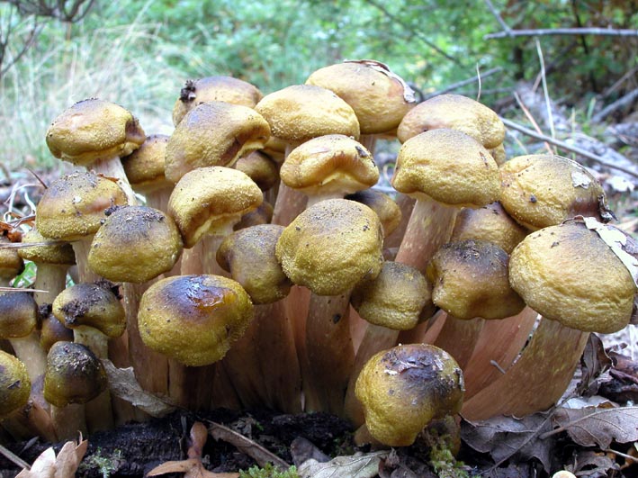 Ancora....Armillaria mellea